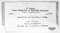 Image of Dissingia leucomelaena